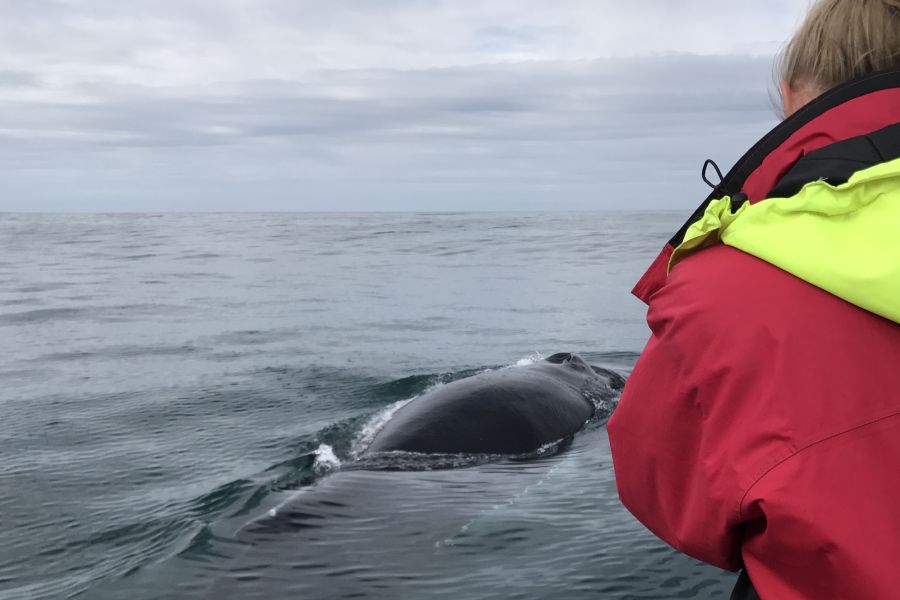 Whale Watchting Rib Boat Husavik