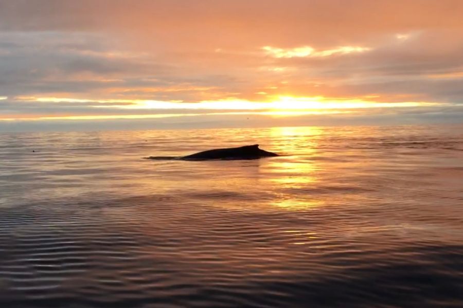 Whale Watchting Rib Boat Husavik