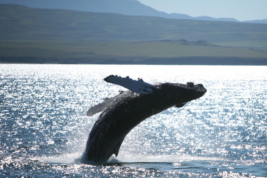 Whale Watchting Rib Boat Husavik