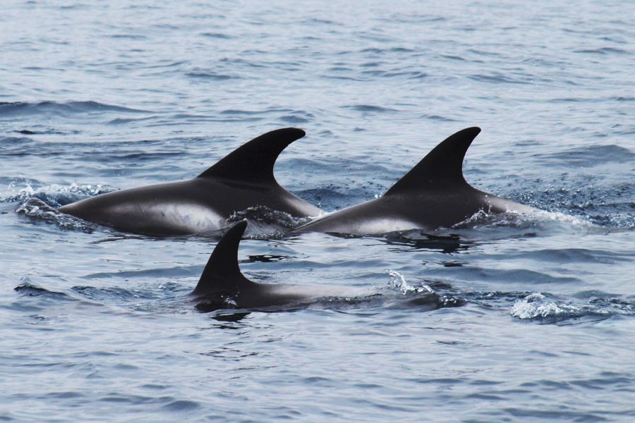 Whale Watchting Rib Boat Husavik