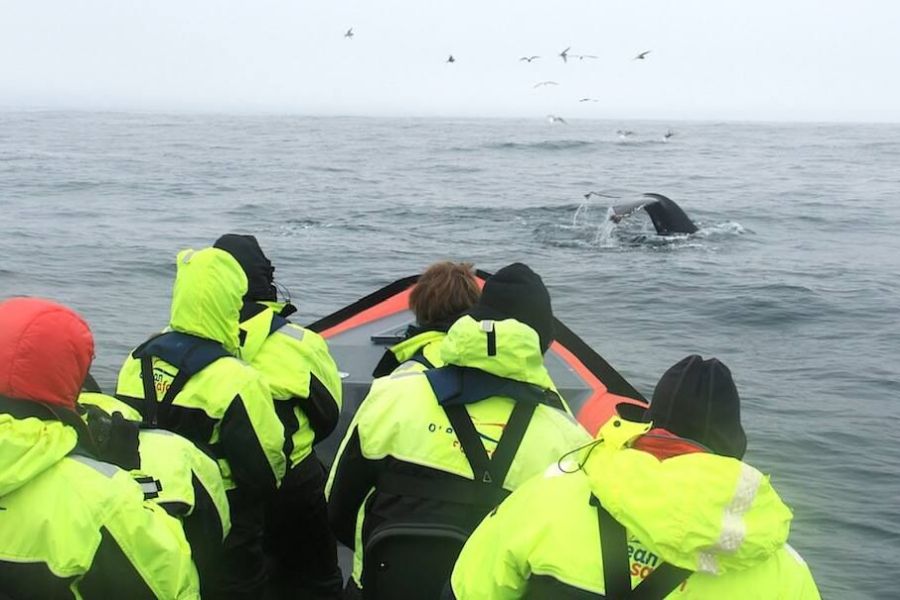 Whale Watchting Rib Boat Husavik