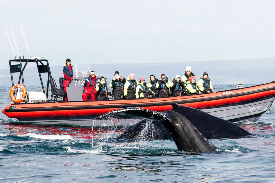 Vakantie Whale Watching per rib boat vanuit Husavik in Diversen (IJsland, IJsland)