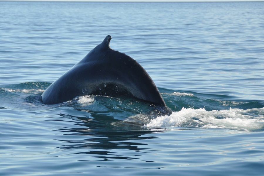Whale Watchting Rib Boat Husavik