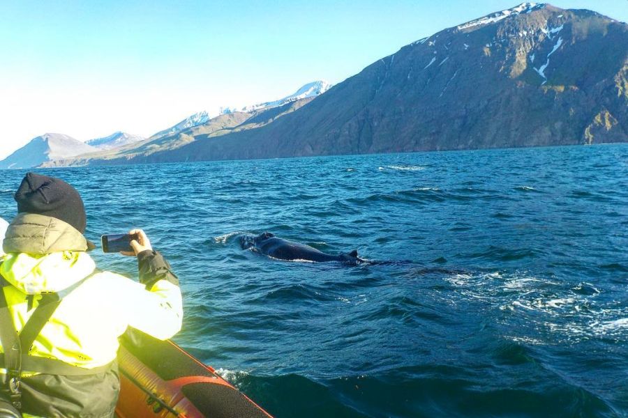 Whale Watchting Rib Boat Husavik