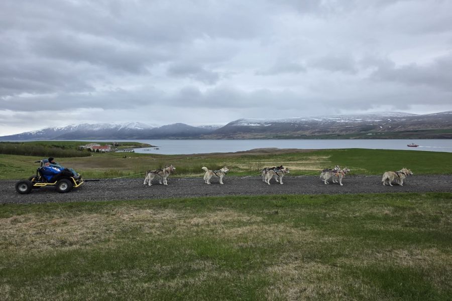 Huskytocht vanuit Myvatn