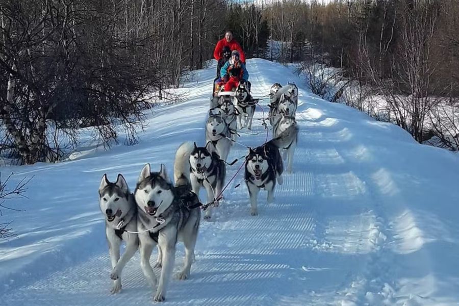 Vakantie Huskytocht of kennelbezoek vanuit Akureyri in Diversen (IJsland, IJsland)