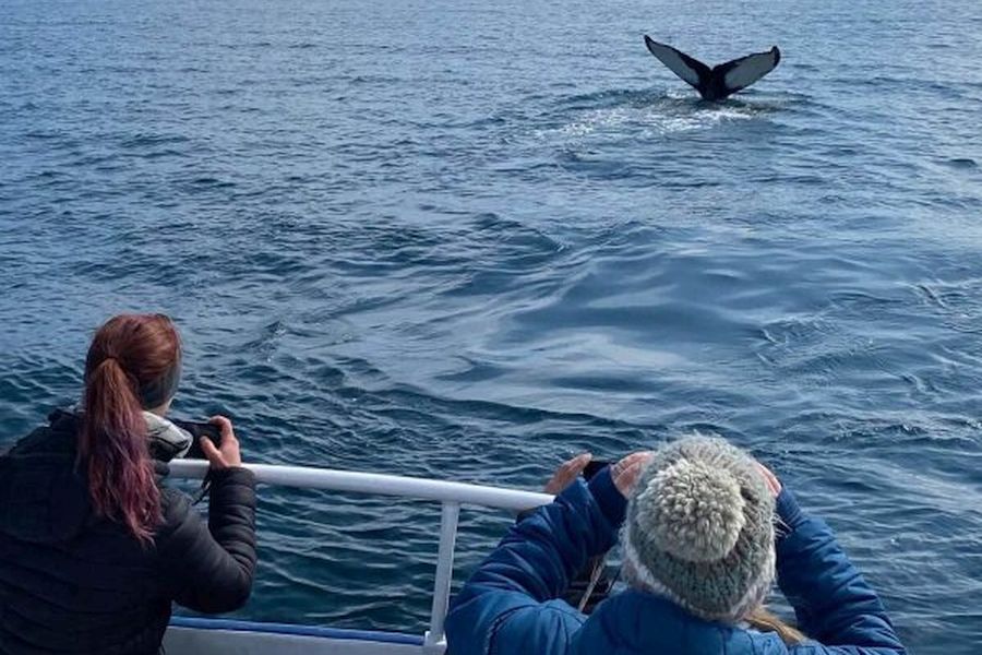 Whale Watching vanuit Isafjördur