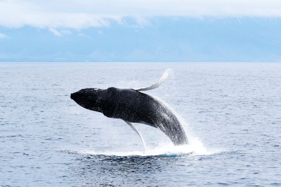 Whale Watching vanuit Isafjördur