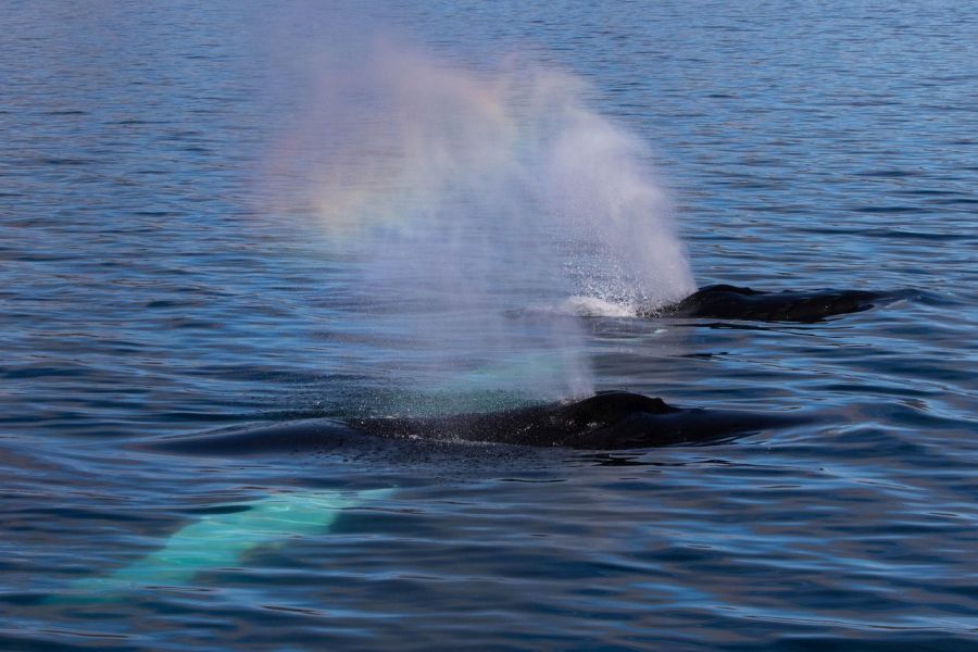 Whale Watching vanuit Isafjördur