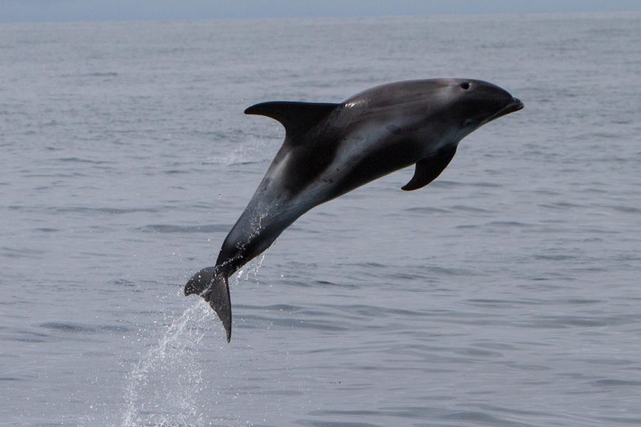 Whale Watching vanuit Isafjördur