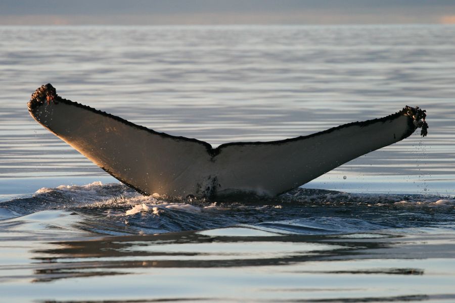 Whale Watching vanuit Isafjördur