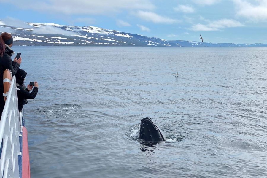 Whale Watching vanuit Isafjördur