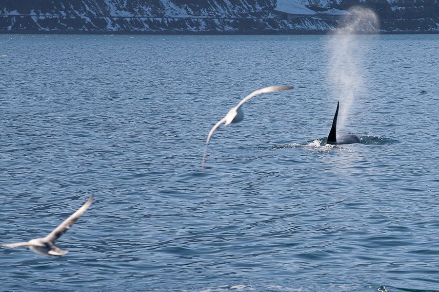 Whale Watching vanuit Isafjördur