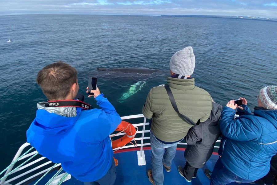 Whale Watching vanuit Isafjördur
