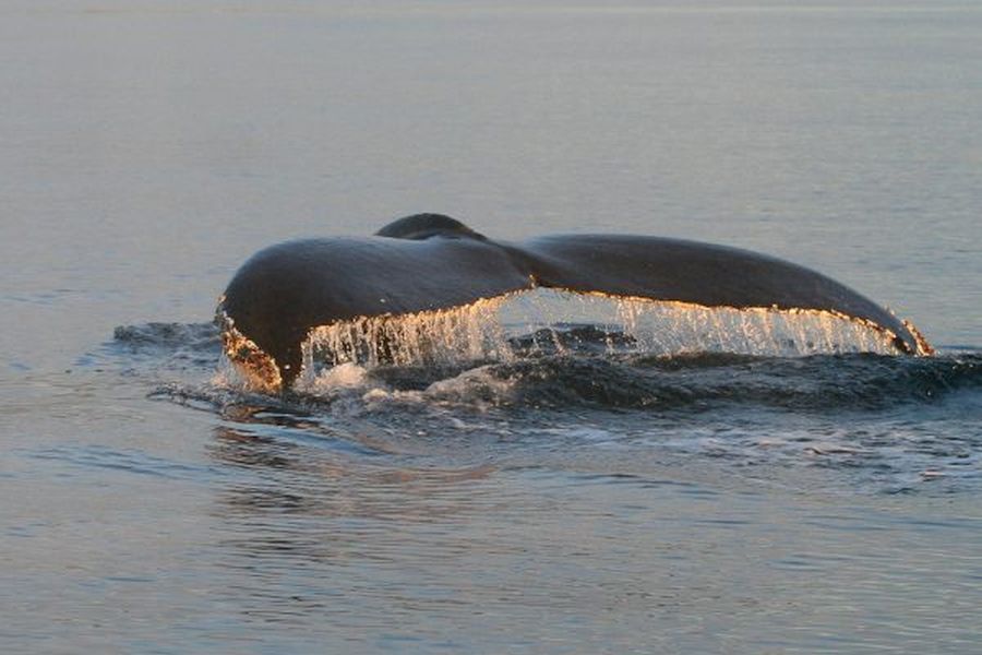 Whale Watching vanuit Isafjördur