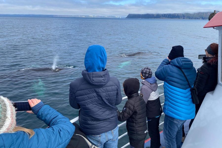 Whale Watching vanuit Isafjördur