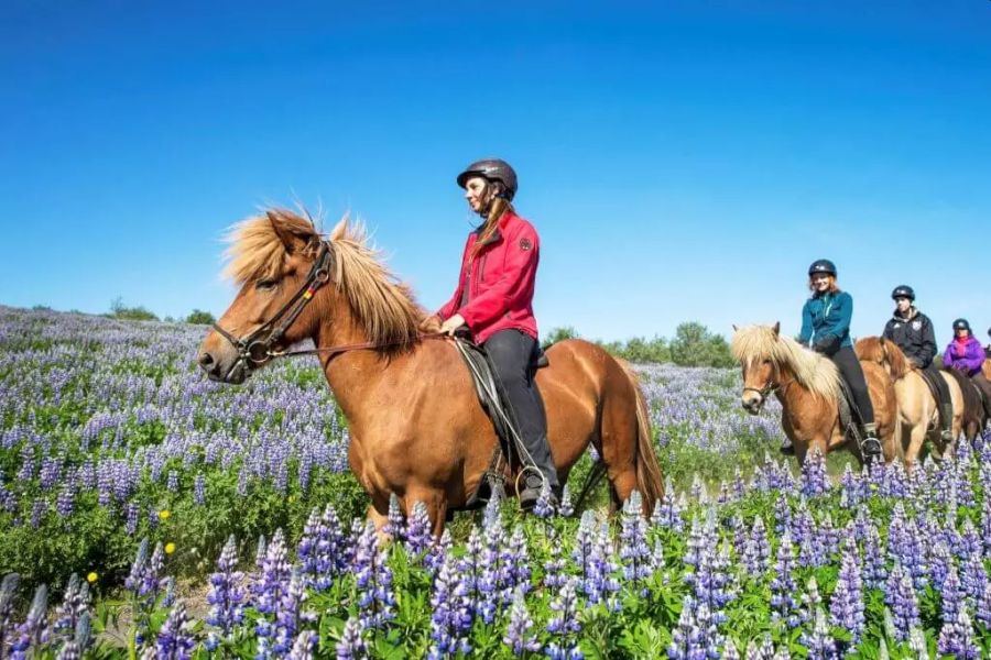 Vakantie Paardrijden Lava Tour in Diversen (IJsland, IJsland)