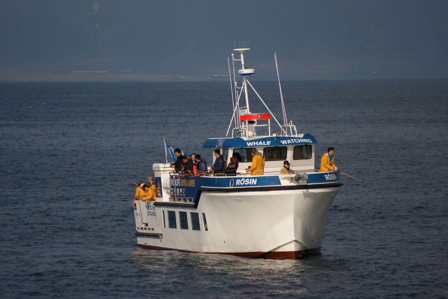 Zeevissen Faxafloi Baai