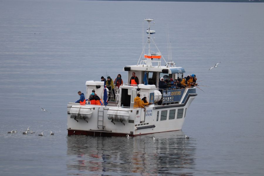 Zeevissen Faxafloi Baai