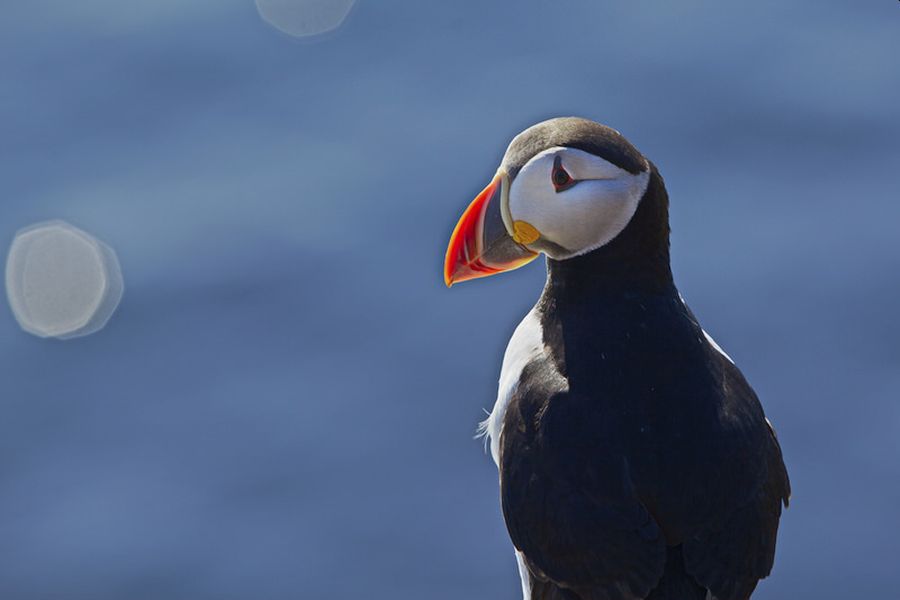Puffin Express vanuit Reykjavik