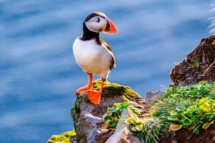 Puffin Express vanuit Reykjavik