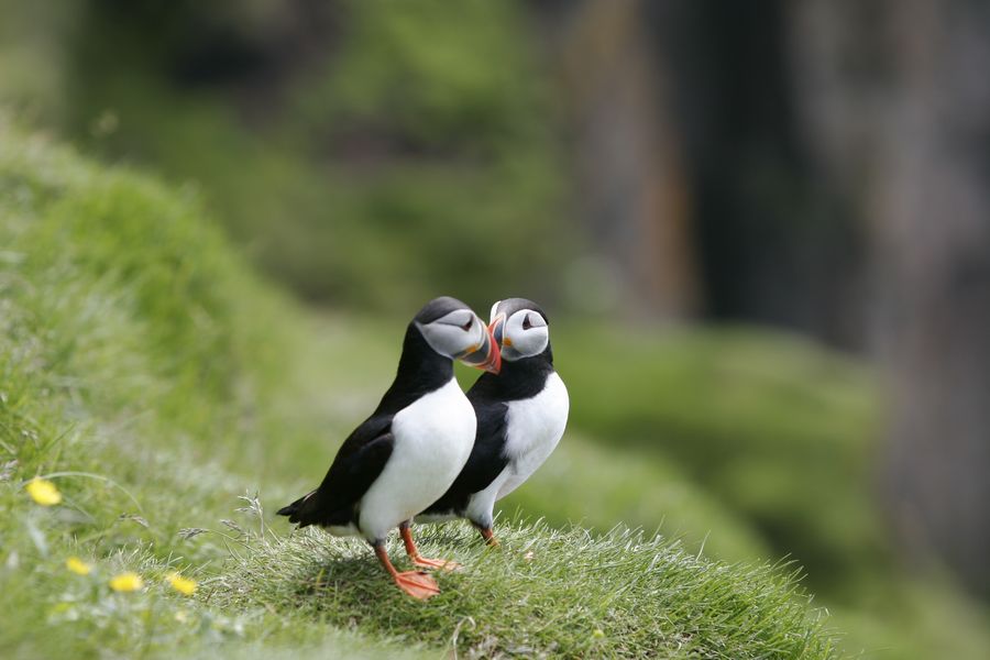 Puffin Express vanuit Reykjavik