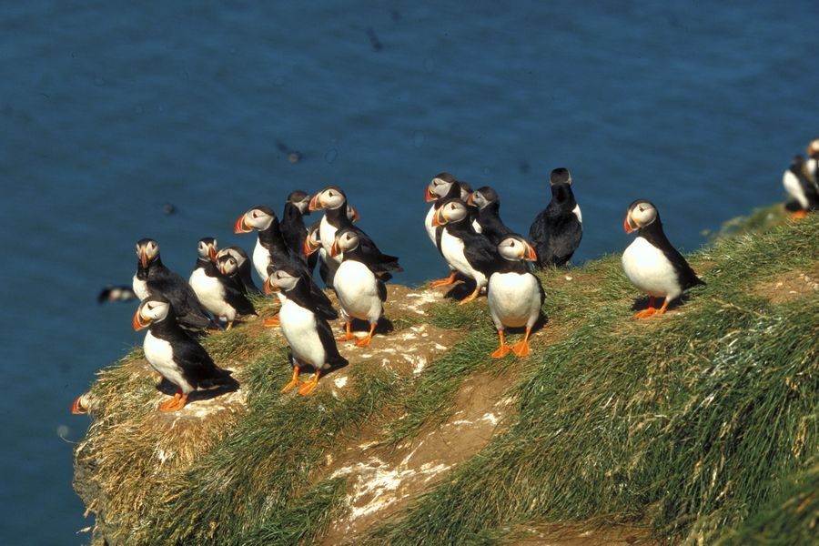 Puffin Express vanuit Reykjavik