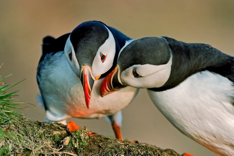 Puffin Express vanuit Reykjavik