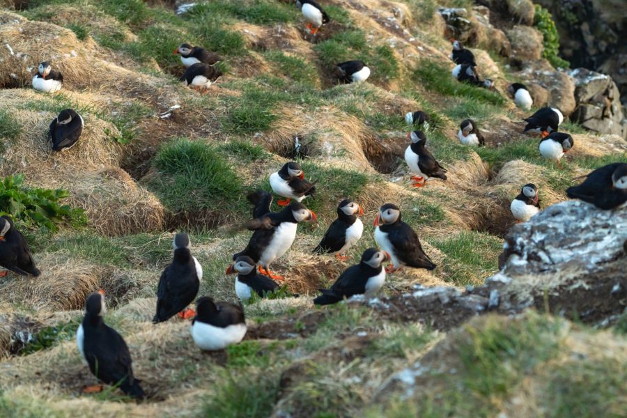 Puffin Express vanuit Reykjavik