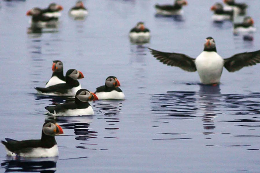Puffin Express vanuit Reykjavik