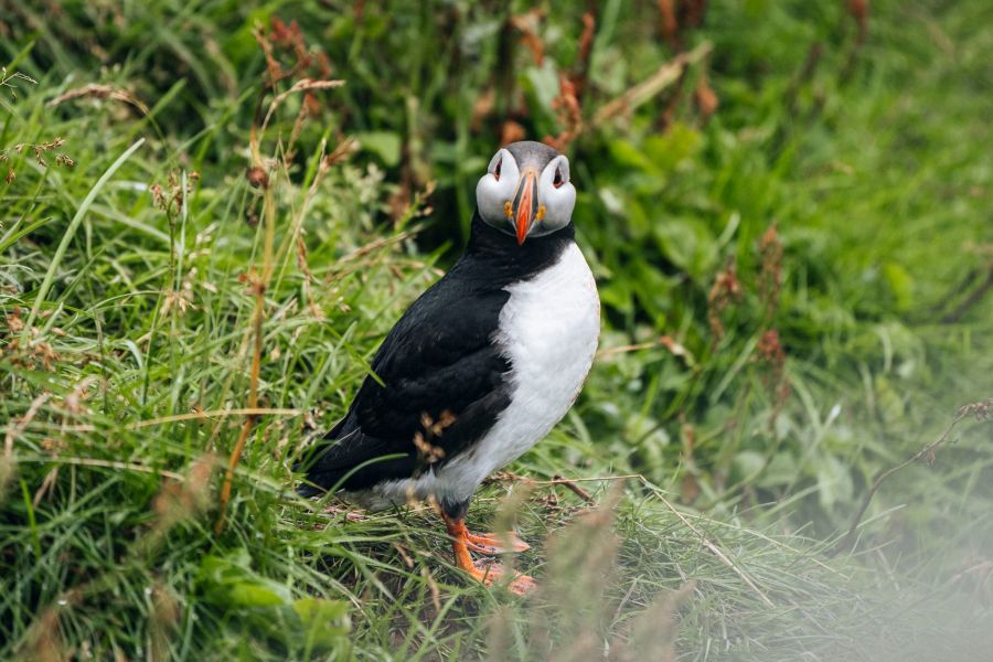 Puffin Express vanuit Reykjavik