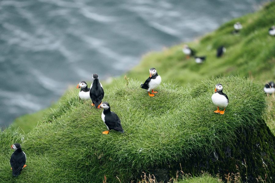 Puffin Express vanuit Reykjavik