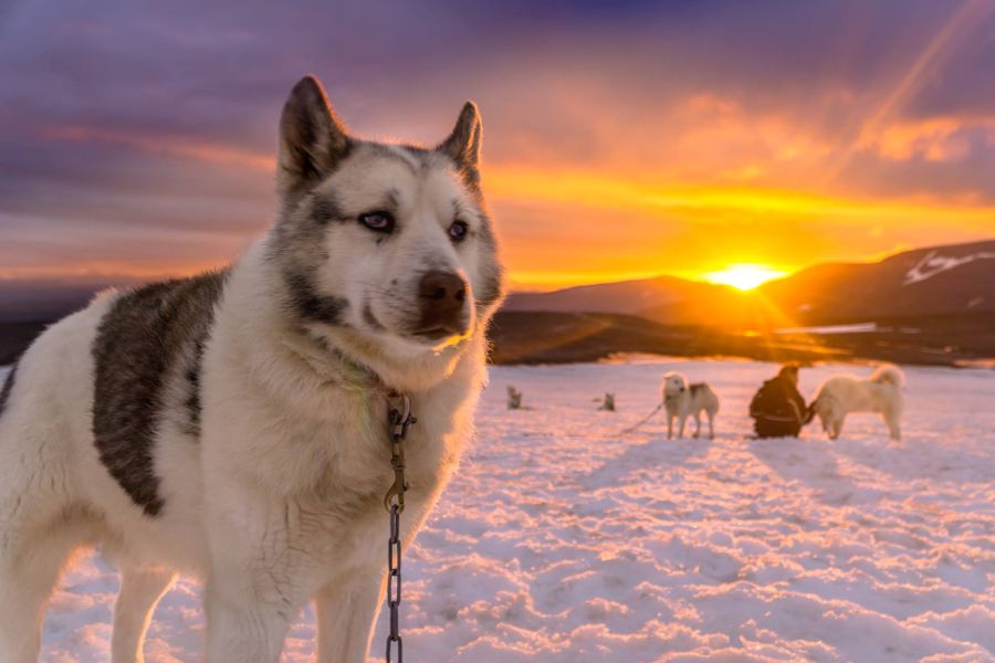 Vakantie Huskytocht in Diversen (IJsland, IJsland)