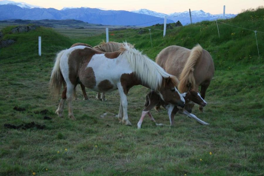 Country Hotel Smyrlabjorg, Hornafjördur