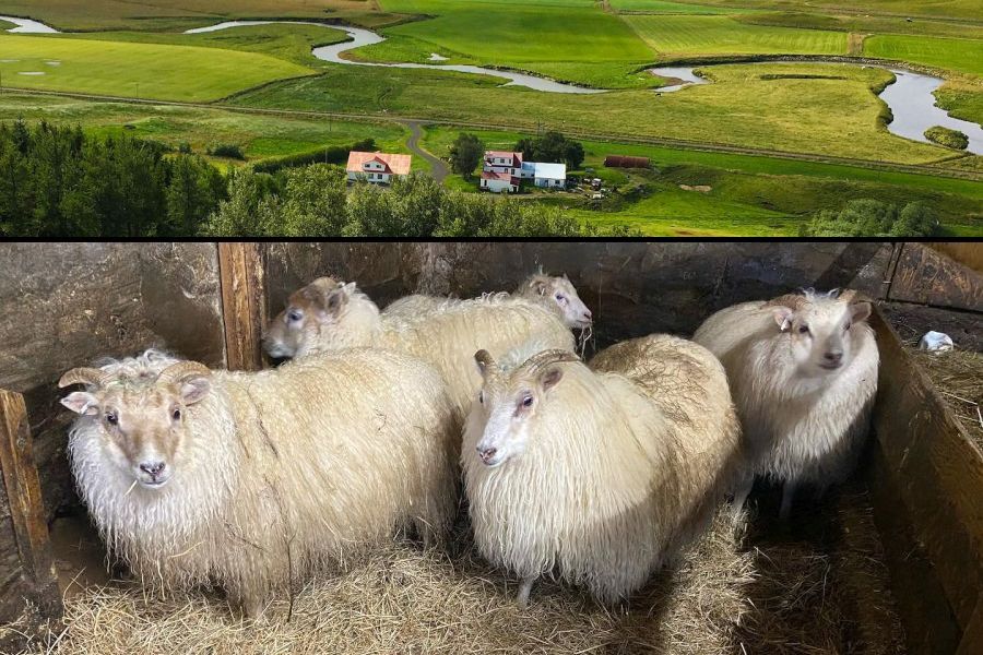 Ondolfsstadir Farm B&B - Laugar