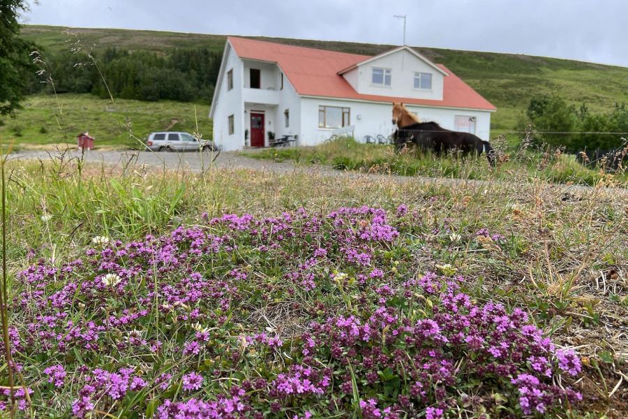 Ondolfsstadir Farm B&B - Laugar