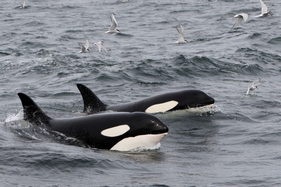 Orka’s IJsland
