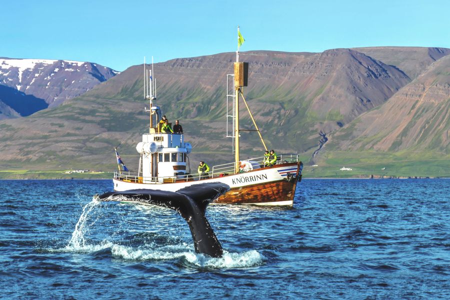 Whale Watching Autorondreis IJsland