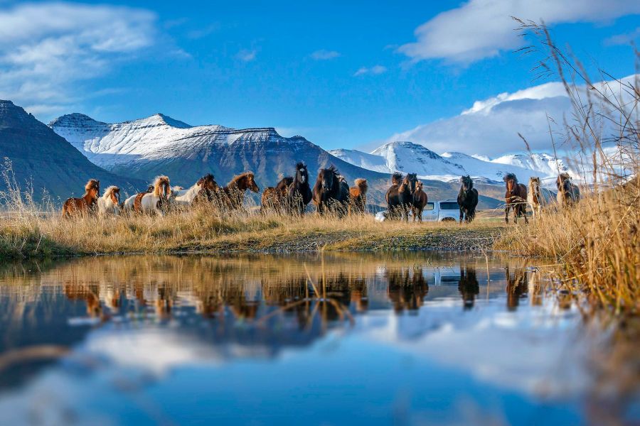 Snaefellsnes Autorondreis IJsland