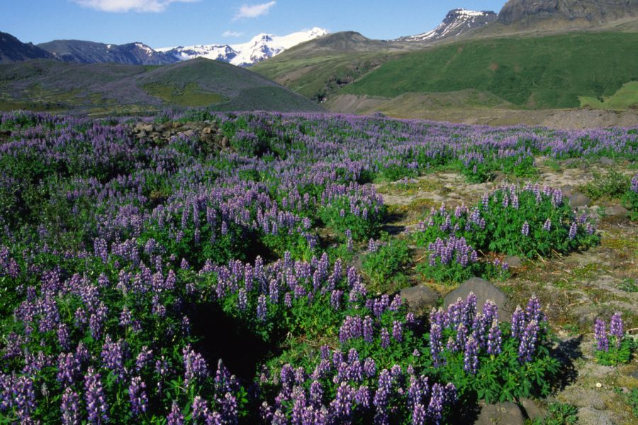 Lupines IJsland
