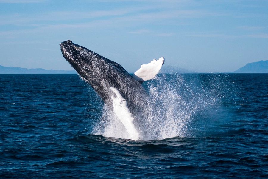Whale Watching Autorondreis IJsland