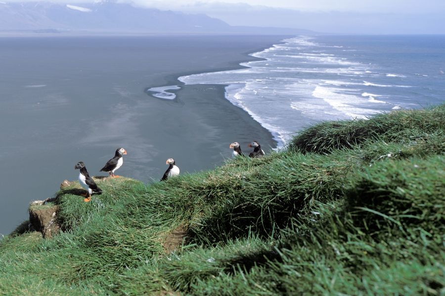 Ingolfshofdi Autorondreis IJsland