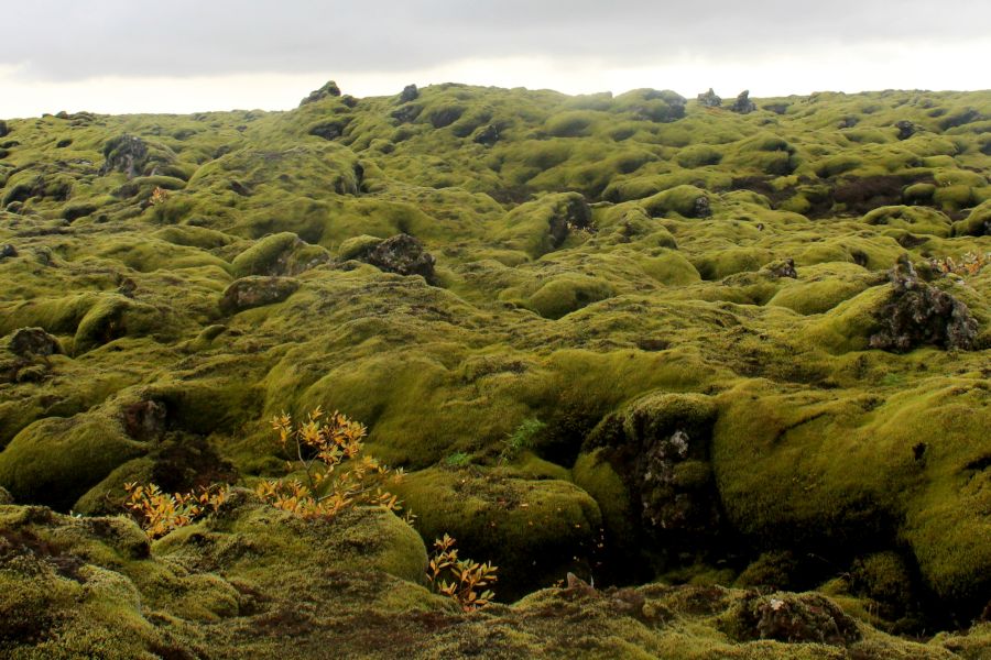 Eldhraun Lavavelden IJsland