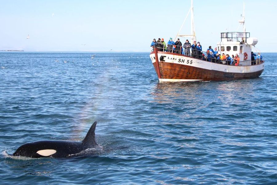 Vakantie Orka`s & Noorderlicht 5 dagen in Diversen (IJsland, IJsland)