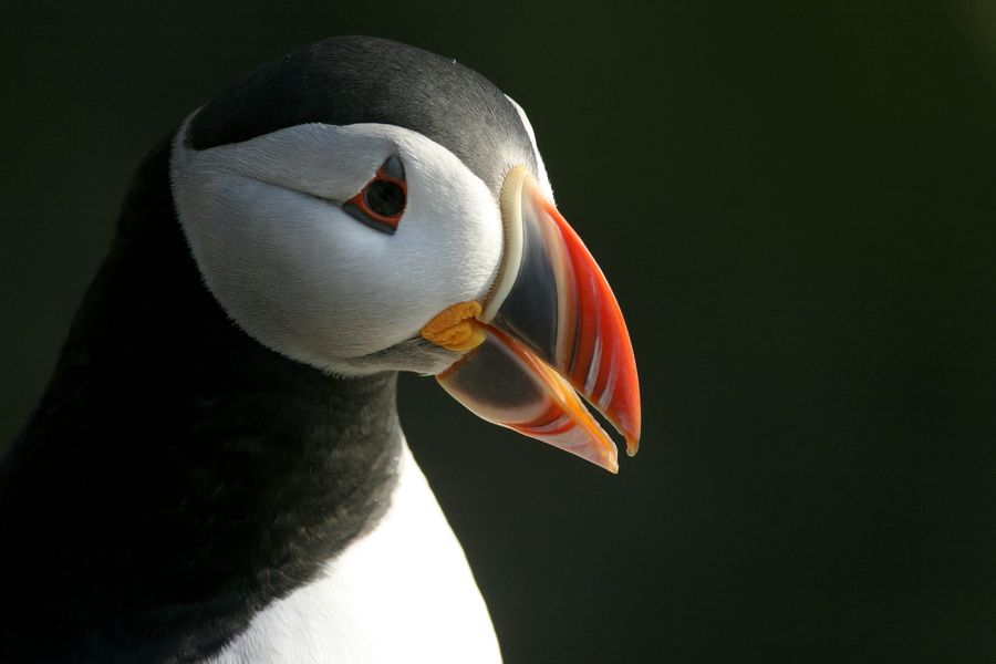 Latrabjarg Westfjorde papegaaiduiker