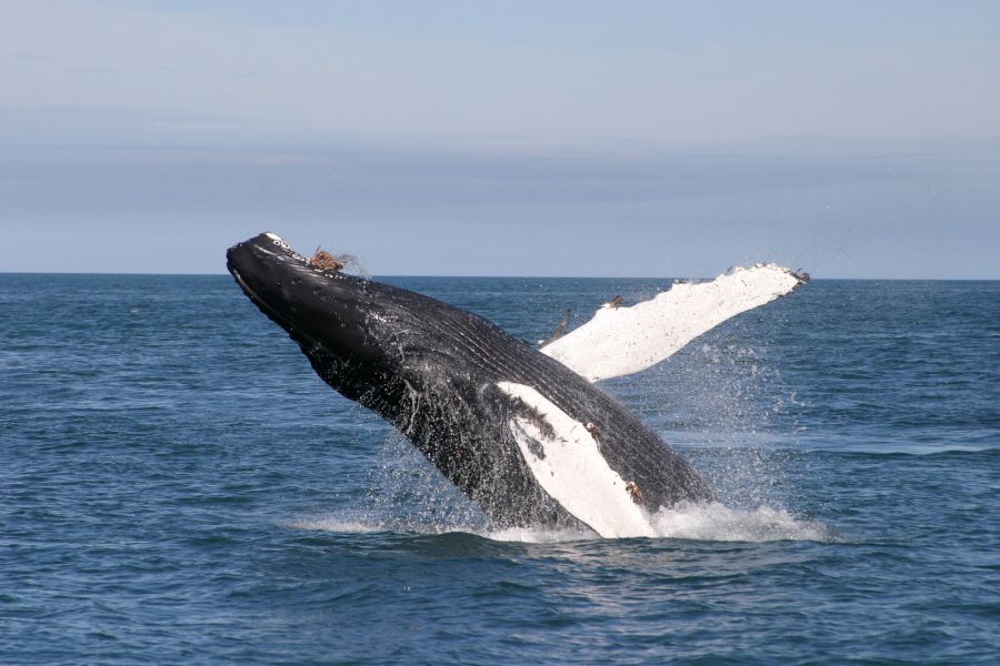 Breeching Humpback whale