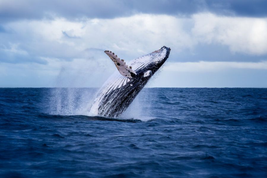 Vliegreis Reykjavik met excursies