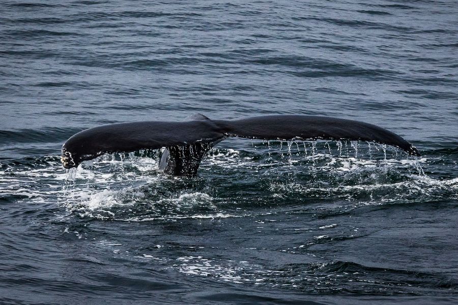 Vliegreis Reykjavik met excursies