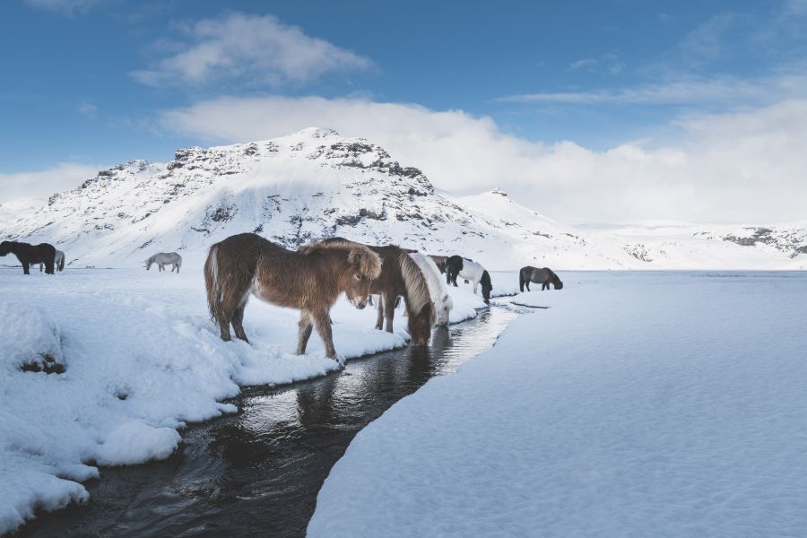 IJslandse paarden
