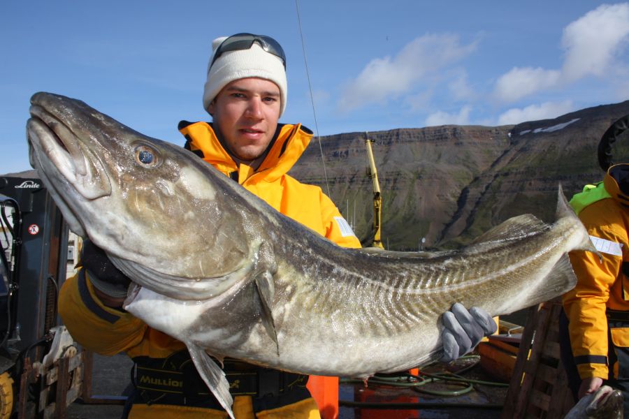 Zeevissen Flateyri Westfjords